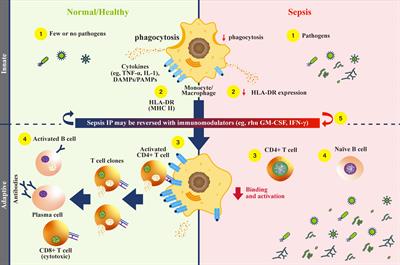 Frontiers | Utility of monocyte HLA-DR and rationale for